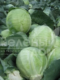 Семена капусты белокочанной Бузони F1 / Busoni F1,120 дней купить оптом и в розницу в Украине по выгодной цене