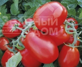 Насіння томату 1510 F1 / 1510 F1, 110 днів купити оптом і в роздріб в Україні за вигідною ціною