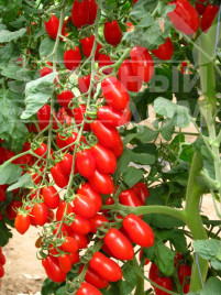 Насіння томатів Коліна F1 / Collina F1,105-115 днів купити оптом і в роздріб в Україні за вигідною ціною