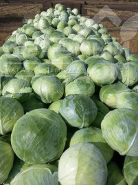 Насіння капусти білокачанної Агрессор F1 / Agressor F1,110-120 днів купити оптом і в роздріб в Україні за вигідною ціною