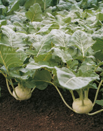 Насіння капусти кольрабі Коріст F1 / Korist F1,155 днів купити оптом і в роздріб в Україні за вигідною ціною