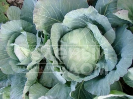 Семена капусты белокочанной Мультима F1 / Multima F1,85-100 дней купить оптом и в розницу в Украине по выгодной цене