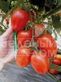 Семена томатов Поликарпо F1 / Polikarpo F1,105-115 дней купить оптом и в розницу в Украине по выгодной цене
