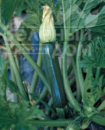 Насіння кабачків Супремо F1 / Supremo F1,42-45 днів купити оптом і в роздріб в Україні за вигідною ціною