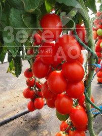 Насіння томатів Сонет F1 / Sonet F1 купити оптом і в роздріб в Україні за вигідною ціною