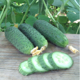 Насіння огірків Дафне F1 / Dafne F1,35-40 днів купити оптом і в роздріб в Україні за вигідною ціною