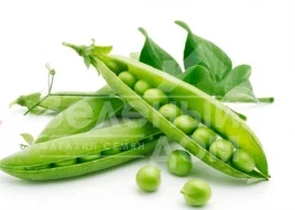 Семена гороха Эдди / Eddi купить оптом и в розницу в Украине по выгодной цене