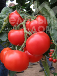 Насіння томатів Ноемі F1 / Noemi F1,80 днів купити оптом і в роздріб в Україні за вигідною ціною