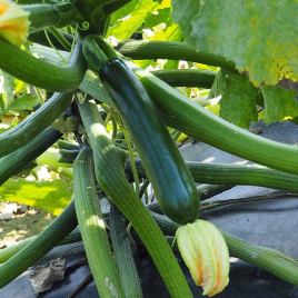 Насіння кабачків Ноа F1 / Noa F1 купити оптом і в роздріб в Україні за вигідною ціною