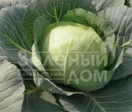 Семена капусты белокочанной Шармант F1 / Sharmant F1, 60 - 70 дней купить оптом и в розницу в Украине по выгодной цене