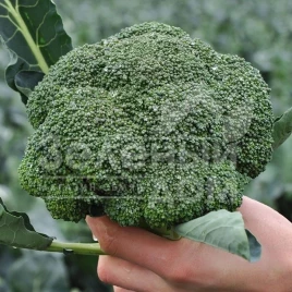 Семена капусты брокколи Кеззи F1 / Cazzy F1,75-85 дней купить оптом и в розницу в Украине по выгодной цене