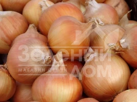Лук репчатый Тандем / Tandem,130-135 дней купить оптом и в розницу в Украине по выгодной цене