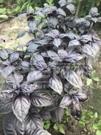 Семена базилика Виолет Кинг / Violet King купить оптом и в розницу в Украине по выгодной цене