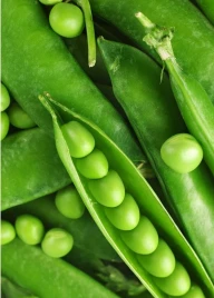 Семена гороха Бинго / Bingo,80-85 дней купить оптом и в розницу в Украине по выгодной цене