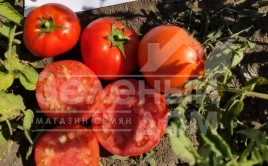 Семена томатов БТ 236 F1 / BT 236 F1,80-85 дней купить оптом и в розницу в Украине по выгодной цене