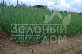 Лук на перо Леон F1 (TS 18-5714) / Leon F1 (TS 18-5714) купить оптом и в розницу в Украине по выгодной цене