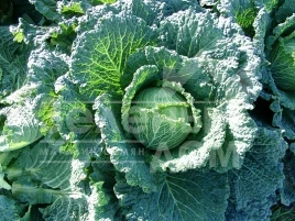Семена капусты савойской Мадлена F1 / Madlena F1,85-105 дней купить оптом и в розницу в Украине по выгодной цене