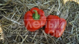 Семена сладкого перца Марек F1 / Marek F1,70 дней купить оптом и в розницу в Украине по выгодной цене