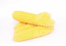 Семена кукурузы Хан F1 / Han F1,70-75 дней купить оптом и в розницу в Украине по выгодной цене