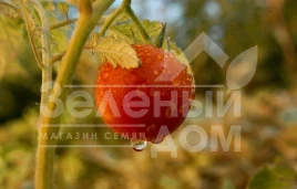 Семена томатов Ягодо F1 / Yagodo F1,60-70 дней купить оптом и в розницу в Украине по выгодной цене