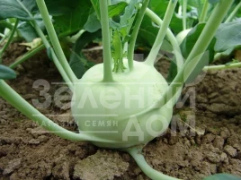 Семена капусты кольраби Креф F1 / Kref F1,75-80 дней купить оптом и в розницу в Украине по выгодной цене