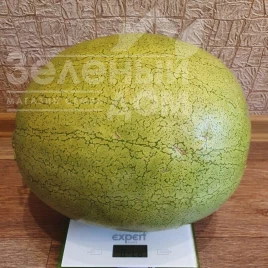 Семена арбуза Эль Вафи F1 / El Wafi F1, 65-70 дней купить оптом и в розницу в Украине по выгодной цене