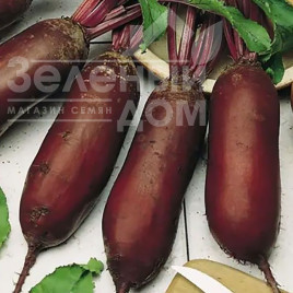 Насіння буряка Регульський циліндр / Regulskij cilindr купити оптом і в роздріб в Україні за вигідною ціною