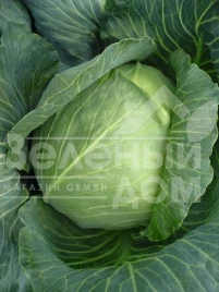 Семена капусты белокочанной Бронко F1 / Bronco F1,80 дней купить оптом и в розницу в Украине по выгодной цене