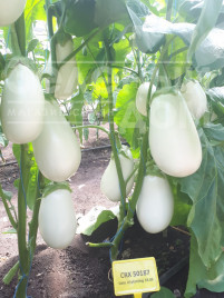 Насіння баклажанів ЦРХ 50187 F1 / CRX 50187 F1 купити оптом і в роздріб в Україні за вигідною ціною