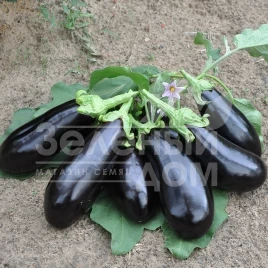 Семена баклажана Вернал F1 / Vernal F1,90-100 дней купить оптом и в розницу в Украине по выгодной цене