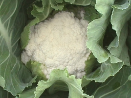 Насіння капусти цвітної Бета / Beta,58-63 дні купити оптом і в роздріб в Україні за вигідною ціною