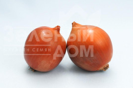 Цибуля ріпчаста Сталкер F1 / Stalker F1 (Стандарт) купити оптом і в роздріб в Україні за вигідною ціною