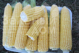 Насіння кукурудзи 1010 F1 / 1010 F1,72 дні купити оптом і в роздріб в Україні за вигідною ціною