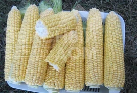 Насіння кукурудзи 1010 F1 / 1010 F1, 72 дні купити оптом і в роздріб в Україні за вигідною ціною