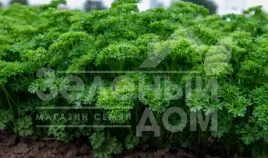 Семена петрушки Катинка / Katinka купить оптом и в розницу в Украине по выгодной цене