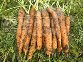 Насіння моркви Джерада F1 / Jerada F1,100-110 днів купити оптом і в роздріб в Україні за вигідною ціною