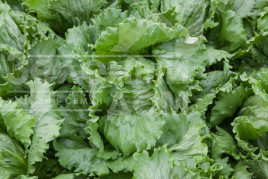 Насіння салату Ясперінас / Jasperinas купити оптом і в роздріб в Україні за вигідною ціною