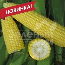 Семена кукурузы СВ 1514 F1 / SV 1514 F1, 80-82 дня купить оптом и в розницу в Украине по выгодной цене