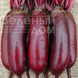 Насіння буряка Опольський / Opolskyi купити оптом і в роздріб в Україні за вигідною ціною