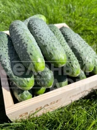 Семена огурцов Стентор F1 / Stentor F1 купить оптом и в розницу в Украине по выгодной цене
