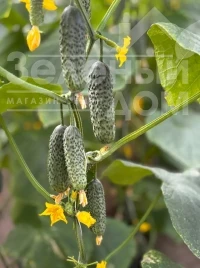 Семена огурцов Моджо F1 / Modzho F1 купить оптом и в розницу в Украине по выгодной цене