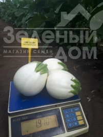 Насіння баклажану ЦРХ 50189 F1 / CRX 50189 F1 купити оптом і в роздріб в Україні за вигідною ціною