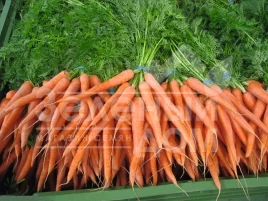 Семена моркови Наполи F1 / Napoli F1,90 дней купить оптом и в розницу в Украине по выгодной цене