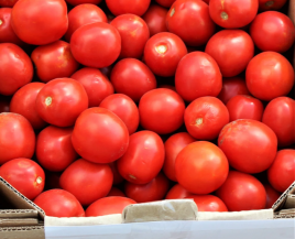 Насіння томатів Альбаросса F1 / Albarossa F1 купити оптом і в роздріб в Україні за вигідною ціною