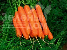 Насіння моркви Дейлянс F1 / Deylyans F1, 120 днів купити оптом і в роздріб в Україні за вигідною ціною