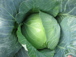 Насіння капусти білокачанної Вестрі F1 / Vestri F1 купити оптом і в роздріб в Україні за вигідною ціною