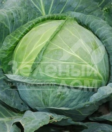 Семена капусты белокочанной Фора F1 / Fora F1,60-62 дня купить оптом и в розницу в Украине по выгодной цене