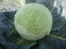 Насіння капусти білокачанної Кубок F1 / Kubok F1,85-90 днів купити оптом і в роздріб в Україні за вигідною ціною