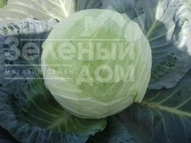Насіння капусти білокачанної Кубок F1 / Kubok F1, 85-90 днів купити оптом і в роздріб в Україні за вигідною ціною