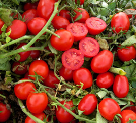 Насіння томатів ЮГ 124 F1 / UG 124 F1,98 днів купити оптом і в роздріб в Україні за вигідною ціною